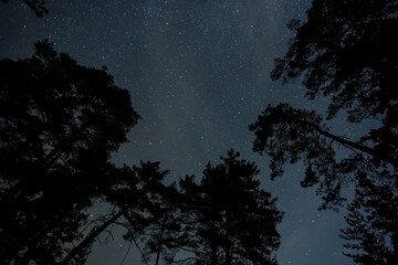 forest silhouette under starry sky with milky way, beautiful night outdoor background