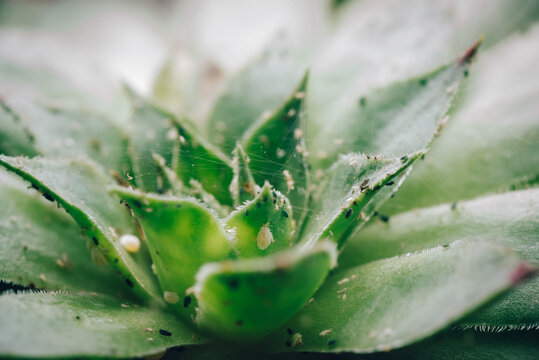 Pest insect aphids on plant