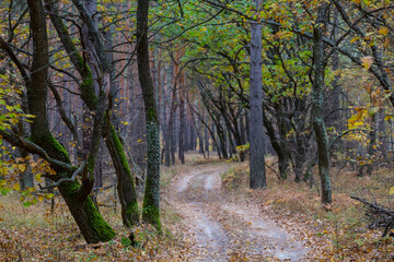 ground road through quiet autumn forest, outdoor natural background