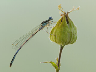 Enallagma cyathigerum is a European damselfly in dew awaiting sunrise