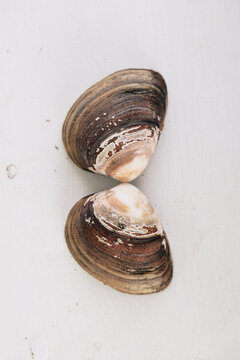 open clam shell on a table
