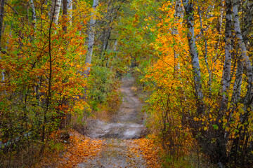 Fototapeta premium ground road through quiet autumn birch forest, outdoor natural background