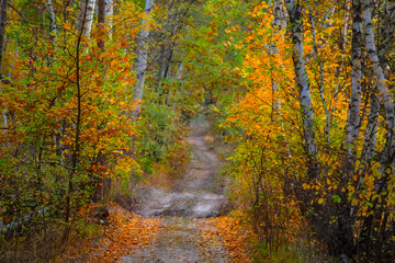 ground road through quiet autumn birch forest, outdoor natural background