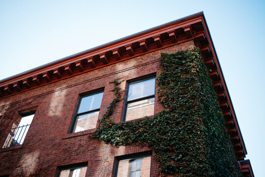 old brick buildings overgrown by plants