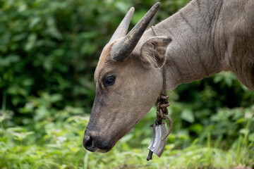 Thai buffalo
buffalo
Raising buffalo
Buffalo bell