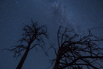 forest silhouette under starry sky with milky way, beautiful night outdoor background