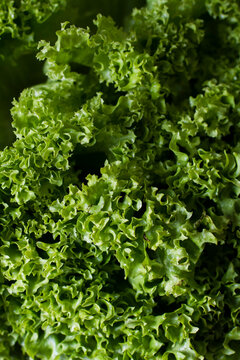 Lollo Biondo lettuce