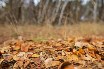 autumn forest glade with carpet of dry leaves