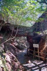 鹿児島県　屋久島のヤクスギランドの苔むした屋久杉