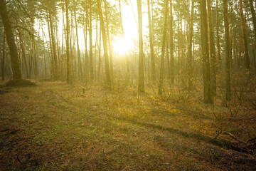 Naklejka premium pine tree forest glade in a light of evening sun