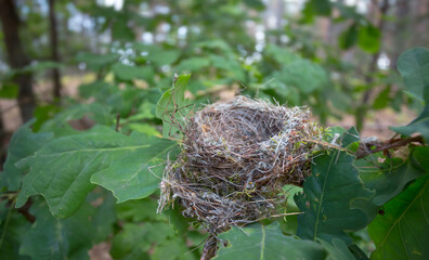 empty bird nest on a tree branch in a forest