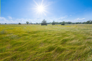 Obraz premium green prairie under a sparkle sun, summer countryside landscape