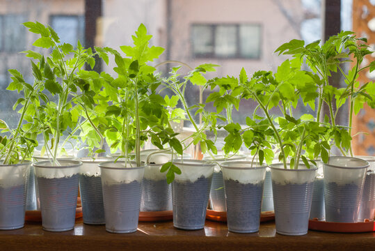 Seedlings growing in pots next to the window