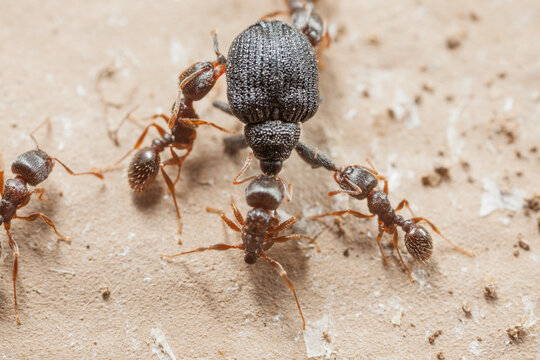 A group of pavement ants attacking a weevil