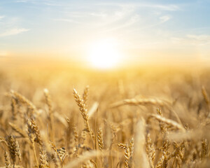 closeup summer wheat field at the sunset, rural agricultural background © Yuriy Kulik