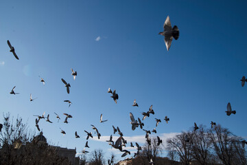 birds in flight