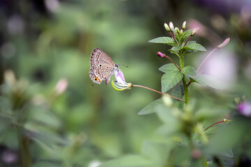 butterfly on a flower