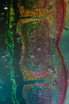 dog olfactory membrane section