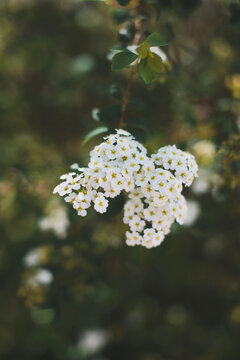 Pretty white spring flowers