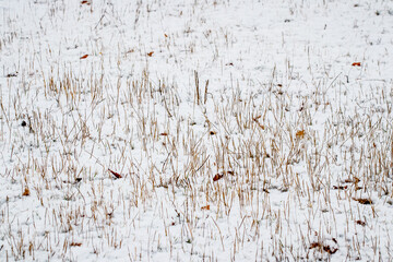 Snow-covered dry grass and fallen leaves, winter background