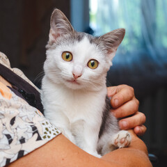 An elderly woman holding a white kitten