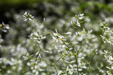 Tiny white-green euphorbia flowers (Euphorbia hypericifolia) bloom in the botanical garden in Aivazovskoye park. Crimea. Russia. Macro