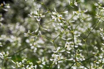 Tiny white-green euphorbia flowers (Euphorbia hypericifolia) bloom in the botanical garden in Aivazovskoye park. Crimea. Russia. Macro