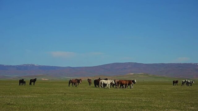 A herd of horses on the Mongolian prairie near Lake Khuvsgul
