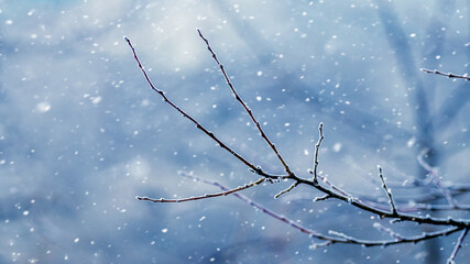 Bare tree branch on a blurred background during a snowfall