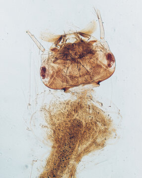 insect Culex mosquito larva