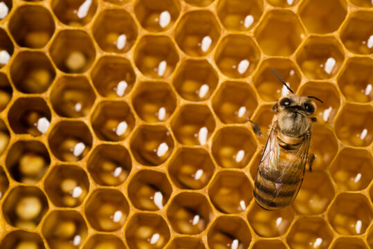 honey bee on honeycomb macro