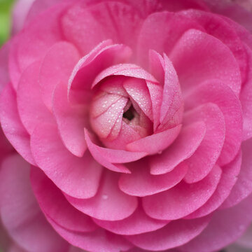 Pink Ranunculus flower with water droplets