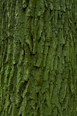 tree bark with green moss and lichen