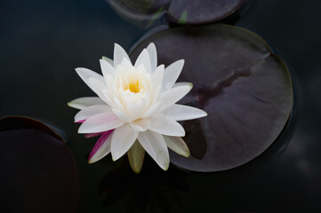 white lotus flower