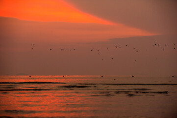 夕暮れと海鳥