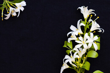  white flowers jasmine local flora of asia arrangement flat lay postcard style on background black 