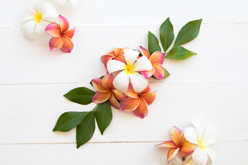 colorful orange ,pink flowers frangipani local flora of asia arrangement flat lay postcard style on background white