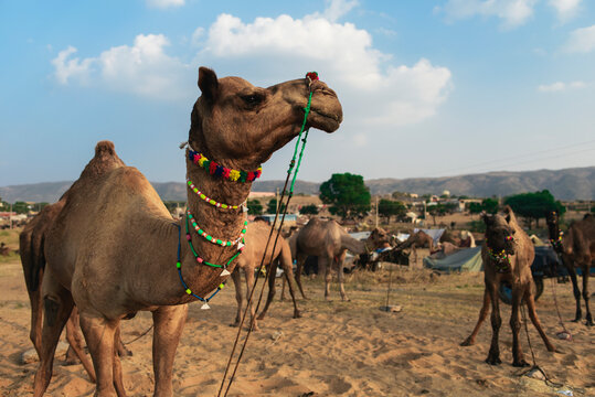 Camel with colourful decorations at sunset in Rajasthan, India