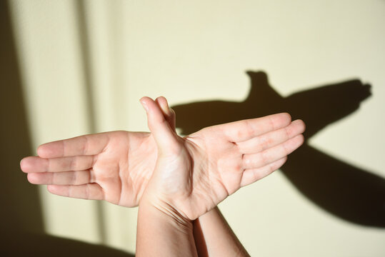 Chinese shadow of a bird