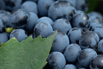 Red wine grapes background. Close up