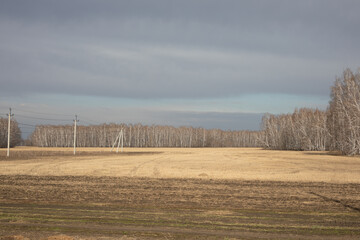 autumn view of yellow field with mown wheat on background of birch grove. concept of harvest.