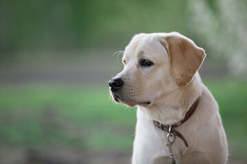 Portrait of Labrador dog against blur green nature background.