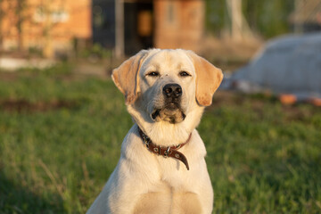 close-up portrait of Labrador dog against background of grass, nature.