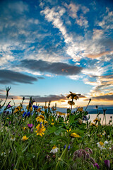 Wild Flower meadow at dusk 