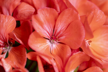 Fototapeta na wymiar Red blooming geranium flowers, close-up, selective focus.