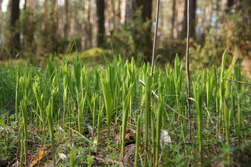 April in the Biebrza Valley, landscape on the forest floor