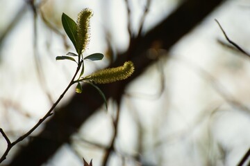 April in the Biebrza Valley, close-up of young flowers