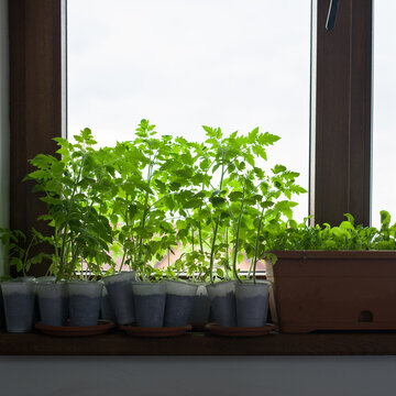 Green potted seedlings in the window
