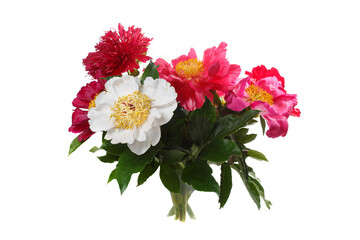 Elegant bouquet of multi-colored peonies isolated on white background.