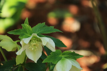 クリスマスローズ